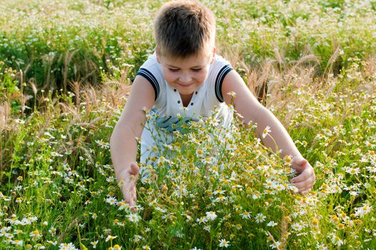 Boy on meadow with daisies