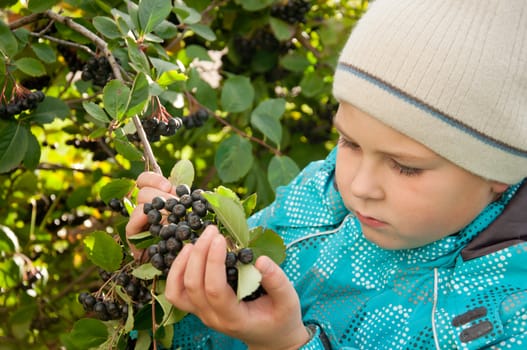 A boy with a sprig of Aronia