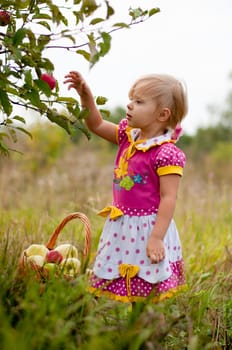 Little girl 2.5 years to pick apples