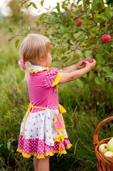 Little girl 2.5 years to pick apples