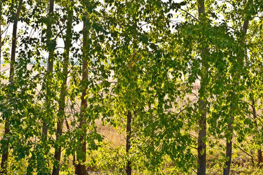 Edge of the forest in the early morning