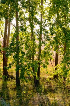 Edge of the forest in the early morning