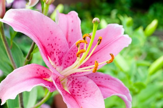 Pink Lily in the garden