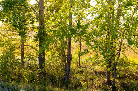 Edge of the forest in the early morning