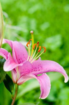 Pink Lily in the garden