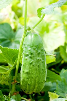 Fresh cucumber on a bed