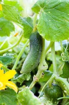 Fresh cucumber on a bed