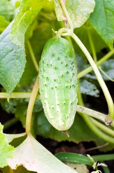 Fresh cucumber on a bed