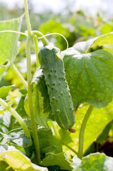 Fresh cucumber on a bed