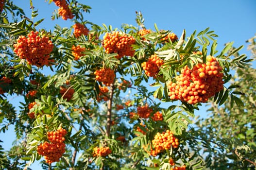 Ripe rowan berries on a background of blue sky