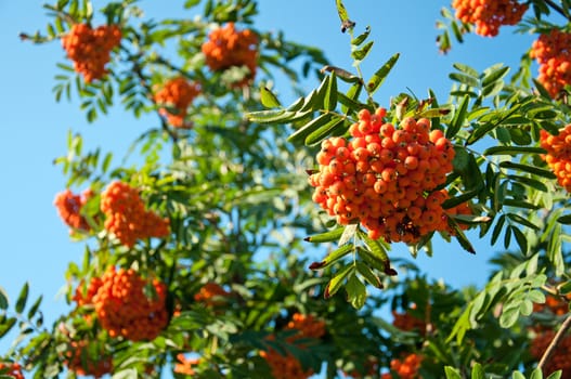 Ripe rowan berries on a background of blue sky