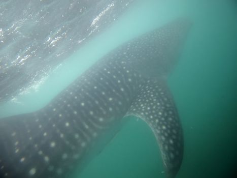 Whale Shark in low visibility water full of plankton