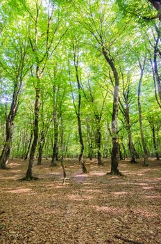 Green forest during bright summer day