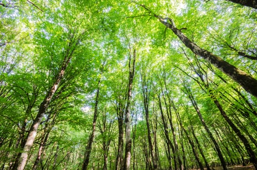 Green forest during bright summer day