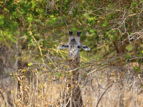 Wild Giraffe in the savannah in Mikumi, Tanzania