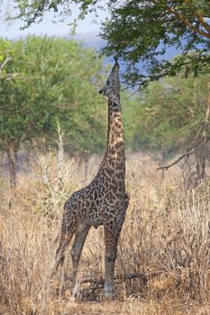 Wild Giraffe in the savannah in Mikumi, Tanzania