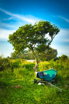 One tree with one stranded boat