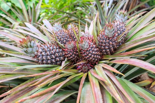 Colorful of the little pineapple on its parent plant.