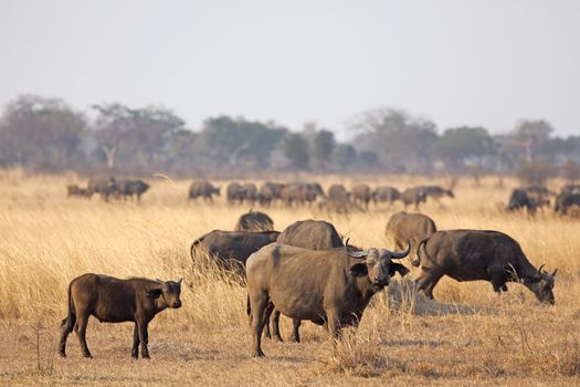 Group of wild African Buffaloes in the Savannah