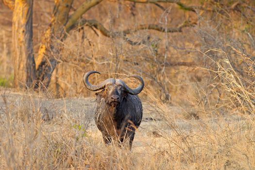 Wild African Buffalo standing in the Savannah