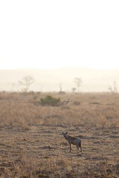 Spotted Hyena in the savannah in sunrise