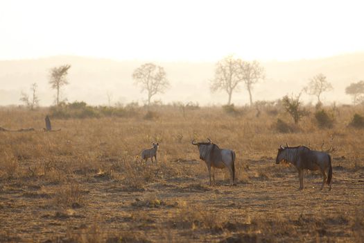 Spotted Hyena in the savannah in sunrise