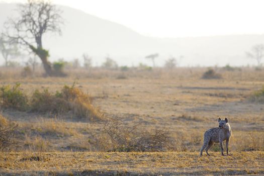 Spotted Hyena in the savannah in sunrise