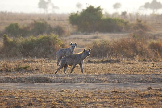 Spotted Hyena in the savannah in sunrise