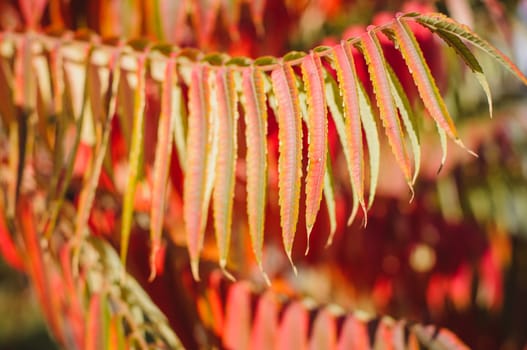 Autumn background with red leaf, selective focus