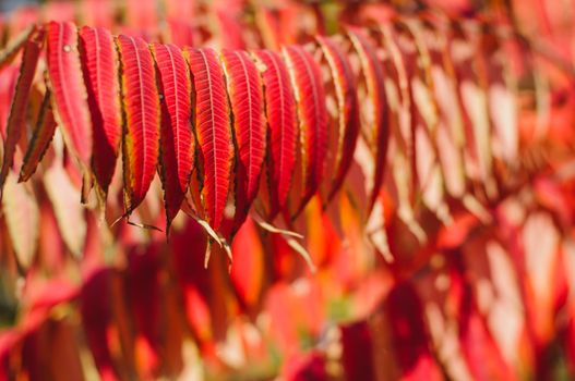 Autumn background with red leaf, selective focus