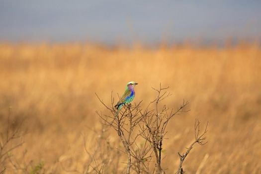 Lilac-breasted roller sitting on a branch in tha African savannah
