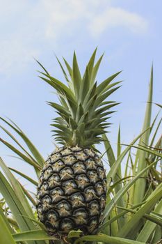 Green Pineapple plantation in summer day