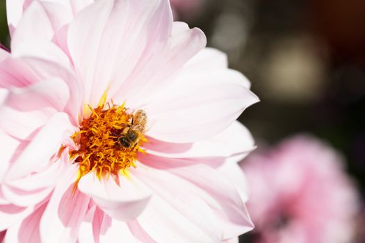 Busy gold bee working on gold and yellow stamens of a pink dahlia flower