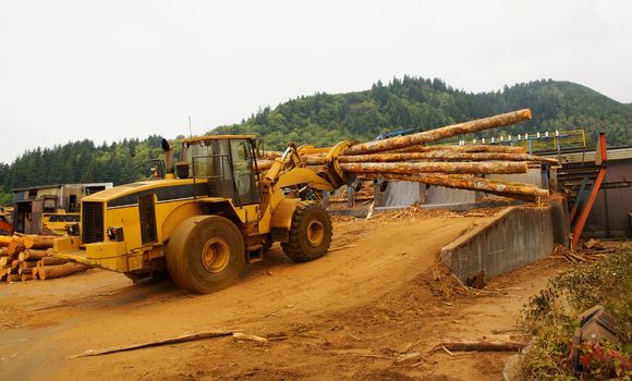 Forest Logging Forklift or mover working loading trees into saw at a lumber mill