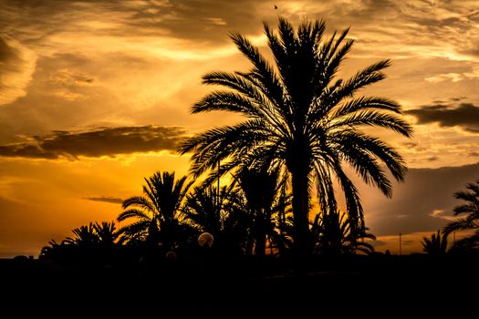 Silhouette of palm trees with golden skies lit by the setting sun