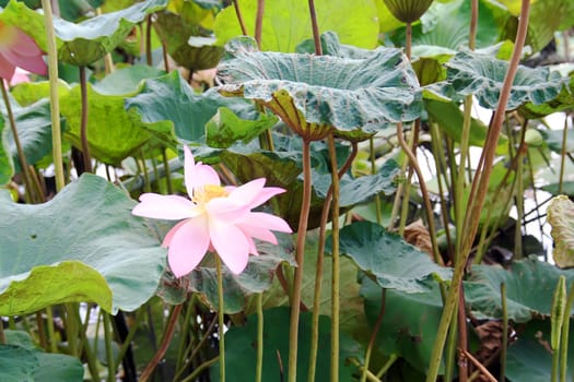 Lotus central pool