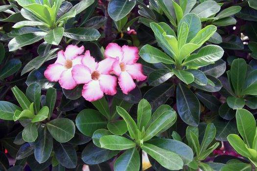 Desert Rose Flowers