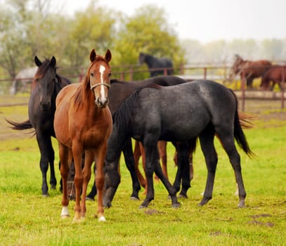 herd of horses in pasture