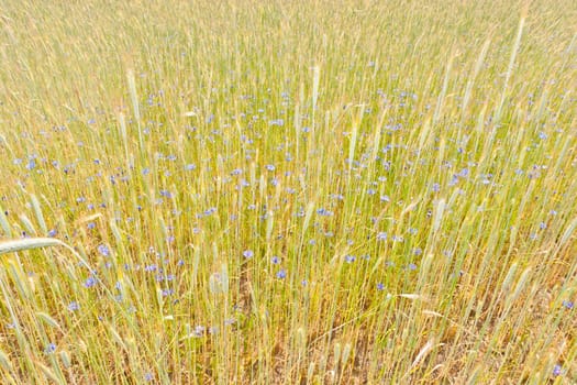 Rye (Secale cereale) is a grass grown extensively as a grain and as a forage crop. It is a member of the wheat tribe (Triticeae) and is closely related to barley and wheat.