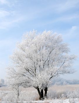 winter frozen tree