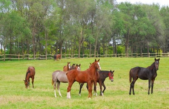 horses in pasture