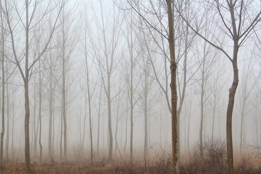 winter forest mist