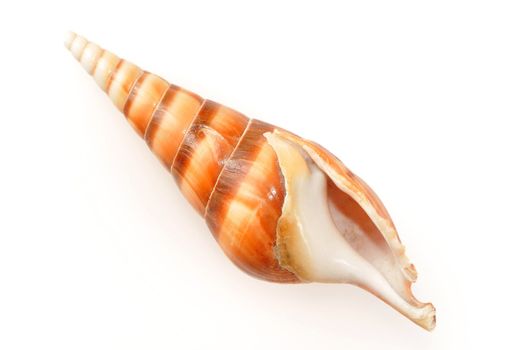 Sea shell isolated on white background