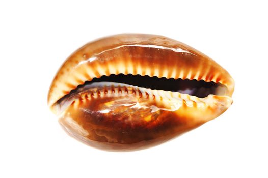 Sea shell isolated on white background