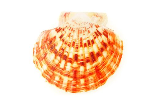 Sea shell isolated on white background