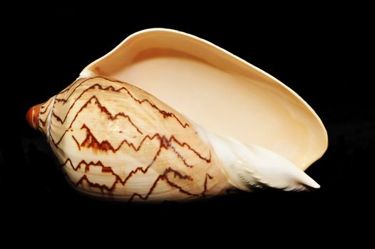 Sea shell isolated on black background