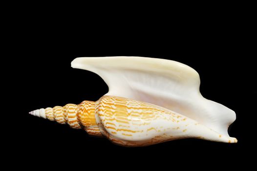 Sea shell isolated on black background