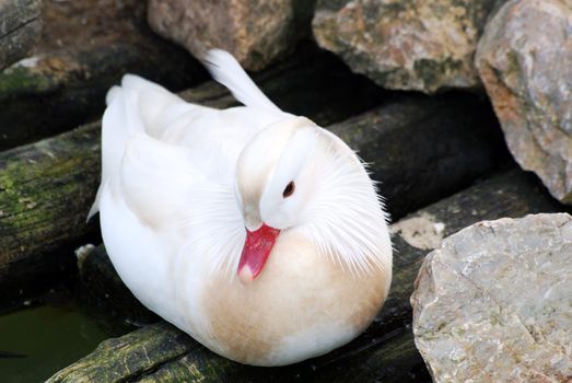 Beautiful white mandarin duck lying