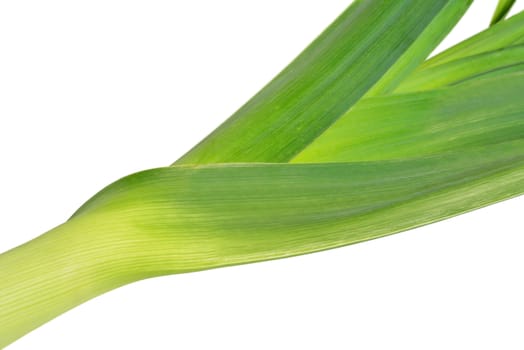 One fresh leek isolated on white background.