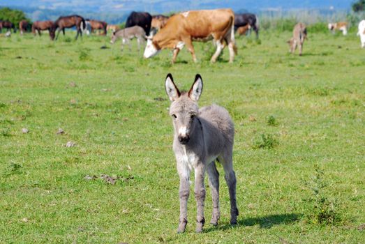 Cute little donkey on pasture